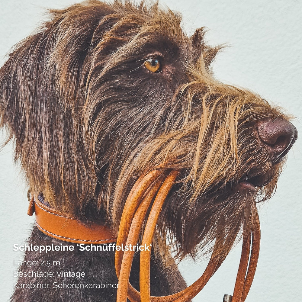 Hund mit Schnauze hält braune Leder-Schleppleine im Vintage-Stil mit Scherenkarabiner im Maul.