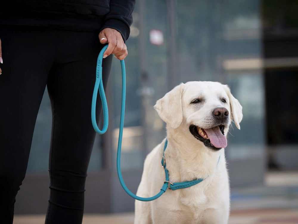 Eine Person in Sportkleidung führt einen lächelnden Labrador Retriever an einer blauen Leine im Hintergrund.