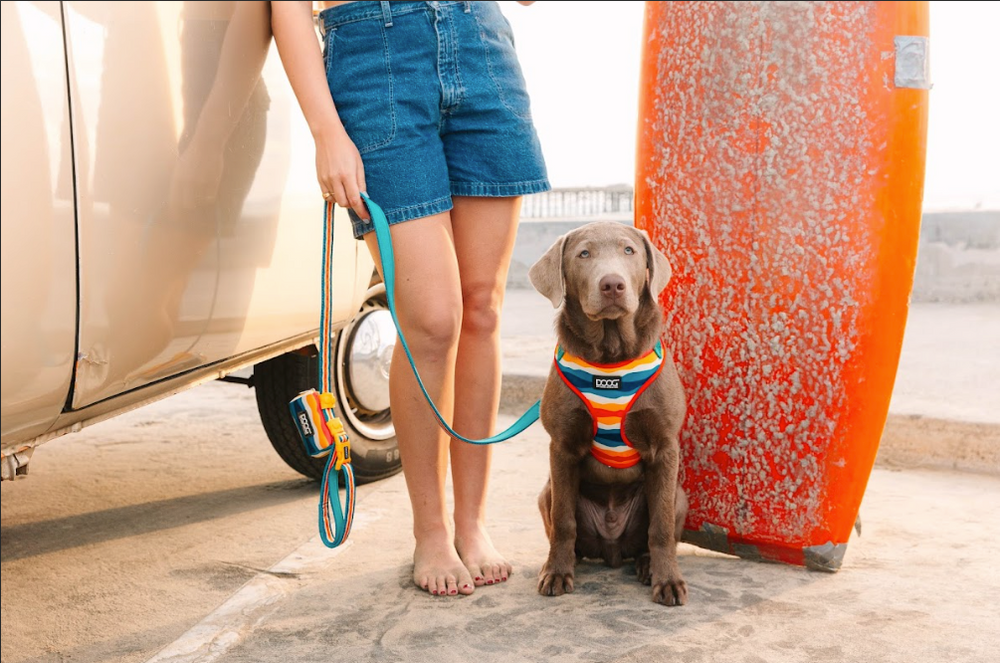 Person in Shorts sitzt neben einem Hund im bunten Neopren-Geschirr vor einem Surfbrett, entspannte Atmosphäre.