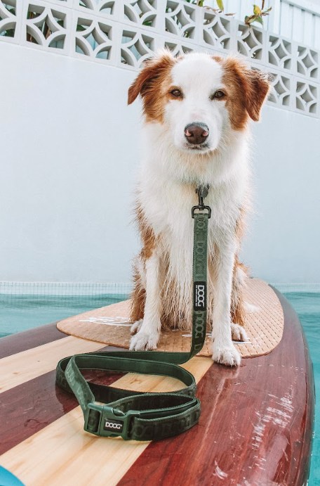 Hund auf einem Surfbrett im Wasser, mit grüner Clip-It Hundeleine, umgeben von einer hellen Wand.