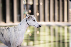 Whippet-Hund mit grauem, gestromtem Fell, an der Leine, vor verschwommenem architektonischen Hintergrund.