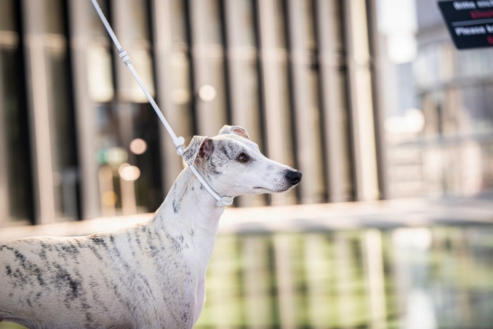 "Fein verstellbare Showleine mit Perlen, Hund (Galgo/Greyhound) in gestromtem Grau-Weiß, modernem Hintergrund."