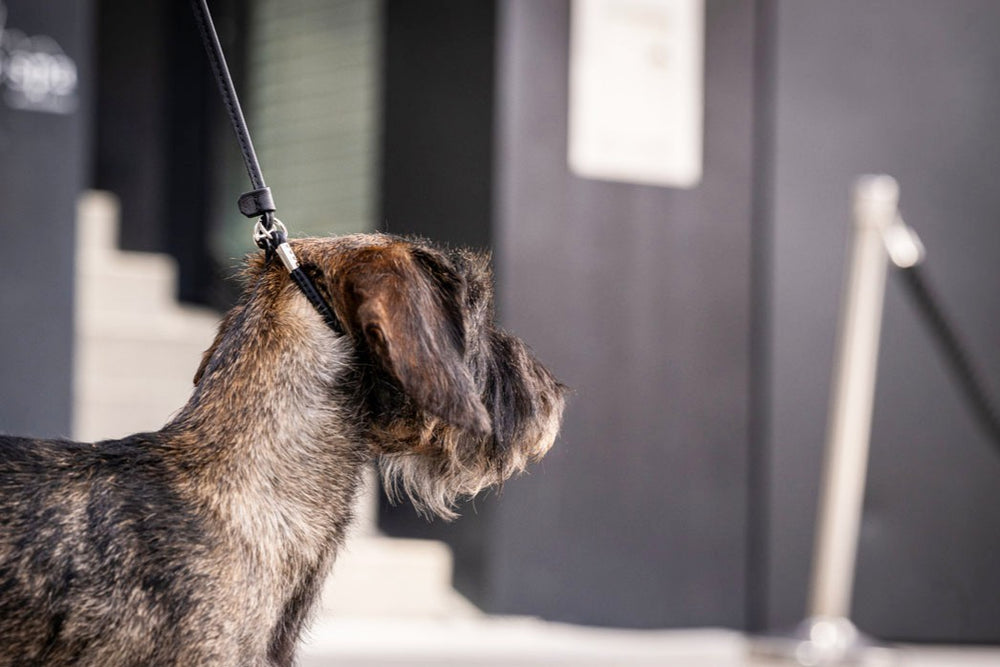 "Fein verstellbare Showleine: Hund von der Seite an Leine, unscharfer Hintergrund mit architektonischen Elementen."