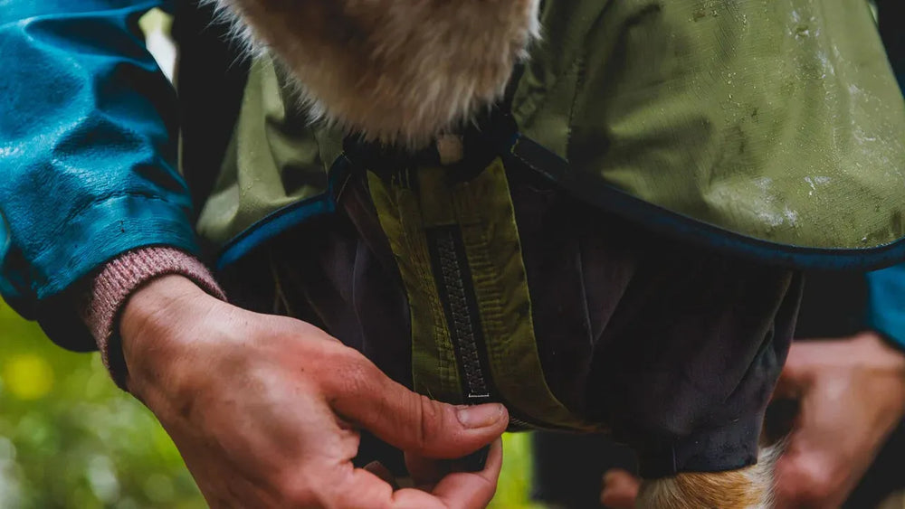 Person zieht einem Hund den Sun Shower™ Coverall Regenanzug mit grünem Oberteil und schwarzem Unterteil an.