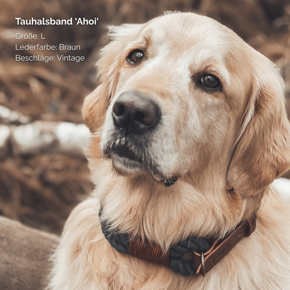 Hund mit braunem Lederhalsband "Ahoi" in Größe L und vintage Beschlägen.