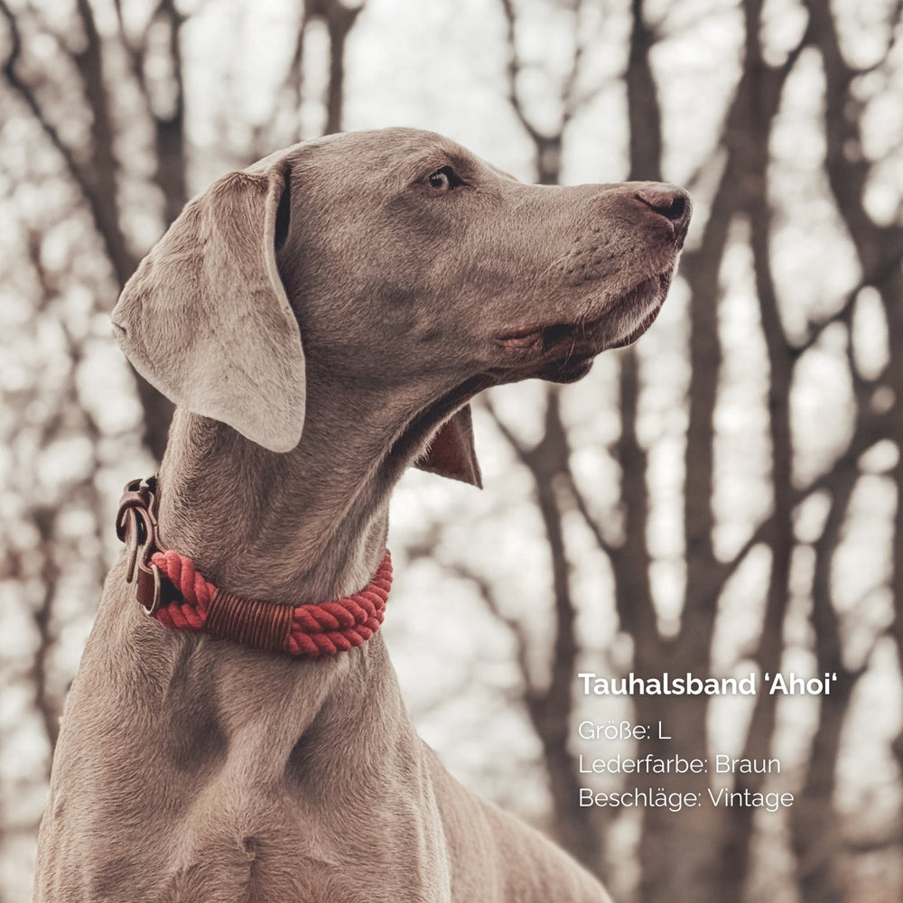 "Braunes Tauhalsband Ahoi an einem Hund in rustikaler Umgebung mit Bäumen im Hintergrund."