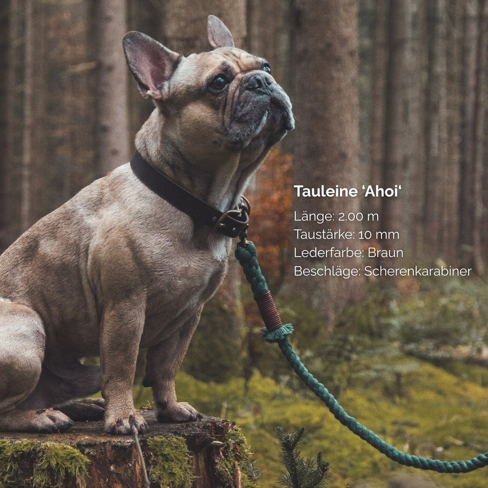 Französische Bulldogge sitzt auf Baumstumpf im Wald, trägt braunes Halsband, neben ihm liegt grüne Tauleine.