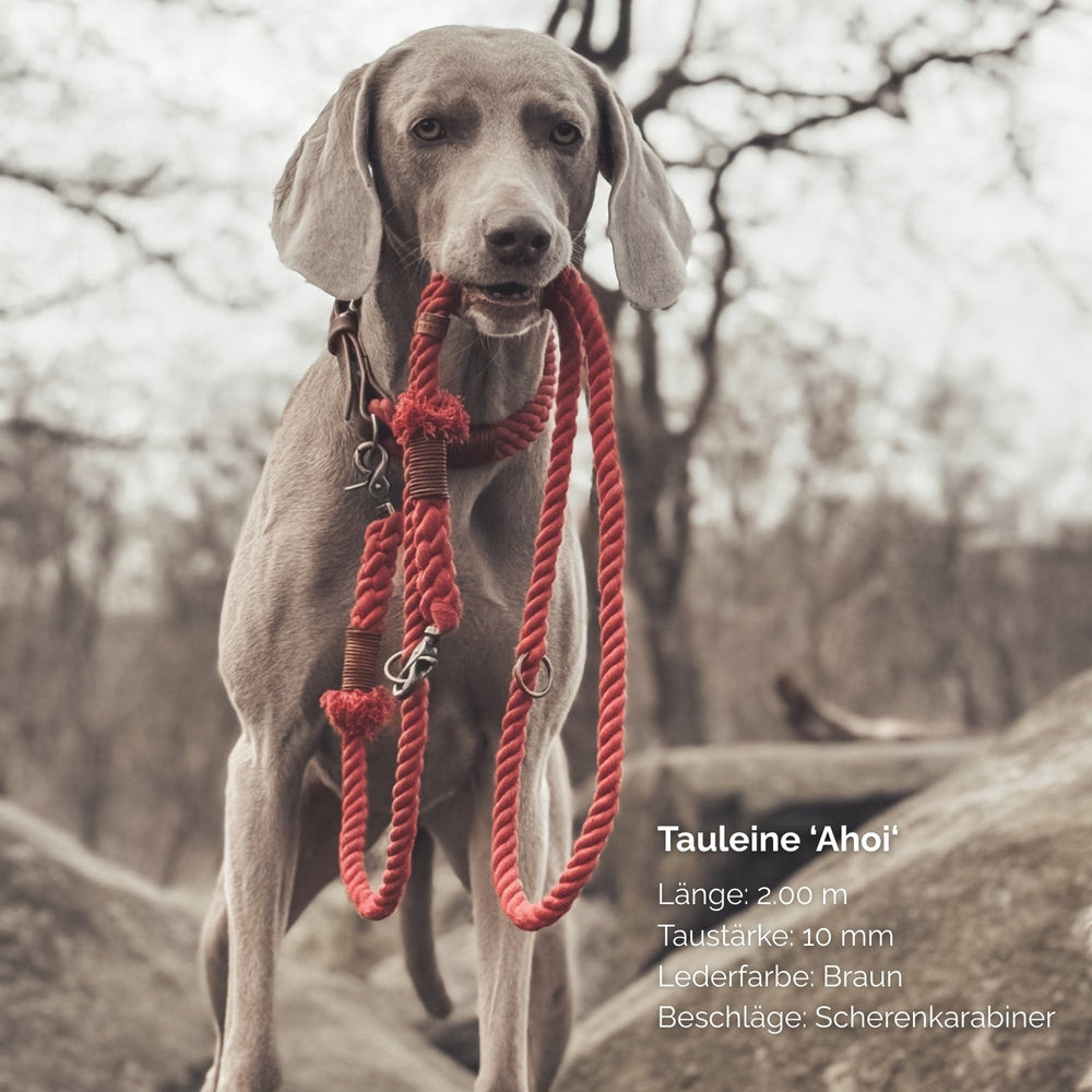 Hund hält rote geflochtene Tauleine mit braunem Ledergriff in seinem Maul, Länge 2m, Taustärke 10.