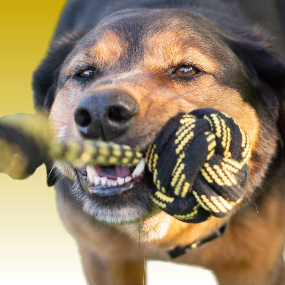 Hund hält fröhlich ein Tau-Spielzeug, während er aktiv spielt, vor einem gelben Hintergrund.