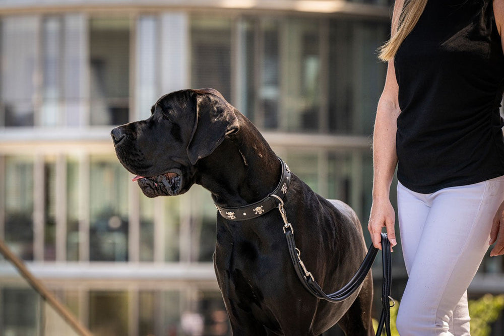Person mit langem, blonden Haar führt großen schwarzen Hund an der Leine mit Totenkopf-Halsband.