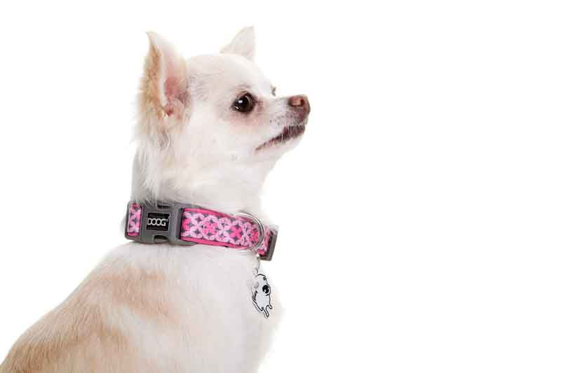 Kleiner Chihuahua mit beigem Fell trägt ein pinkes, gemustertes Neopren-Halsband seitlich zur Kamera.