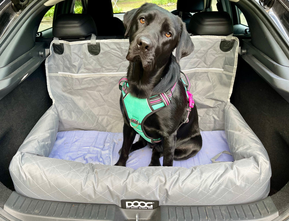 Schwarzer Labrador im Auto auf grauer Schondecke, trägt grünes Geschirr und schaut in die Kamera.