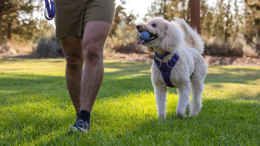 Hund mit Turnup™ Gummi-Wurfspielzeug im Maul, während er auf einer Wiese mit seinem Besitzer spielt.