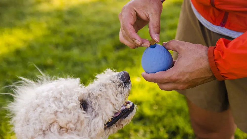 "Person hält blauen Turnup™ Gummi-Ball, während ein neugieriger, weißer Hund auf der Wiese sitzt."
