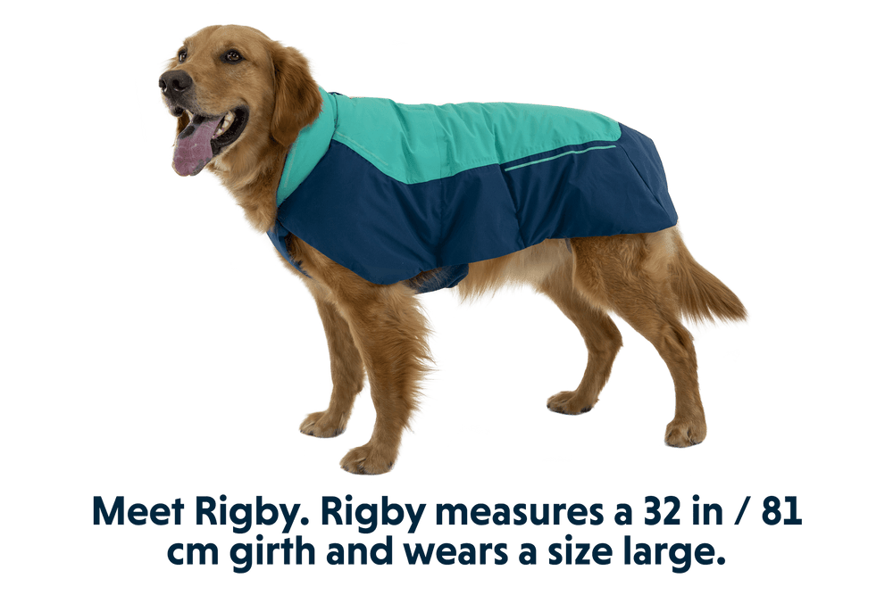 Hund im teal-navyblauen wasserabweisenden Mantel, freundlich und zufrieden.