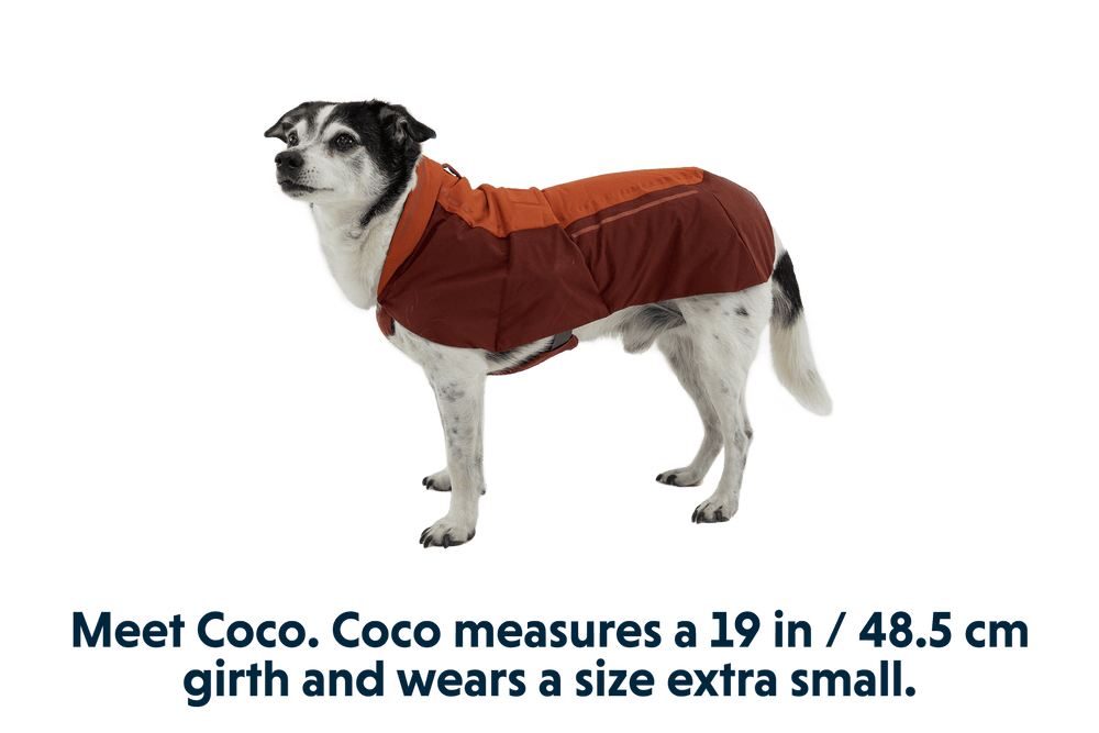 Coco, ein Hund mit schwarz-weißem Fell, trägt eine orangene und braune Jacke auf hellem Hintergrund.