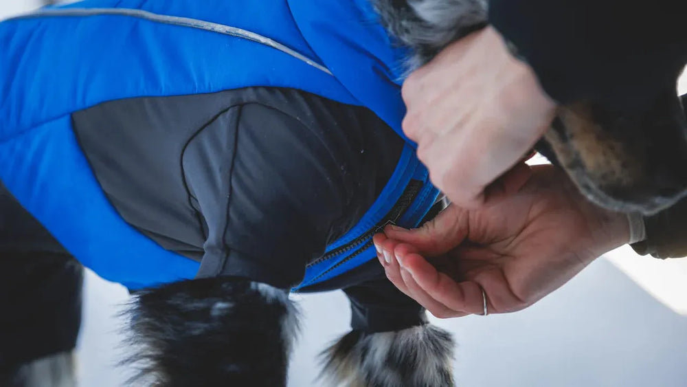 Blauer Vert™ Coverall Schneeanzug für Hunde, der von einer Hand geschlossen wird, vor einem hellen, schneebedeckten Hintergrund.