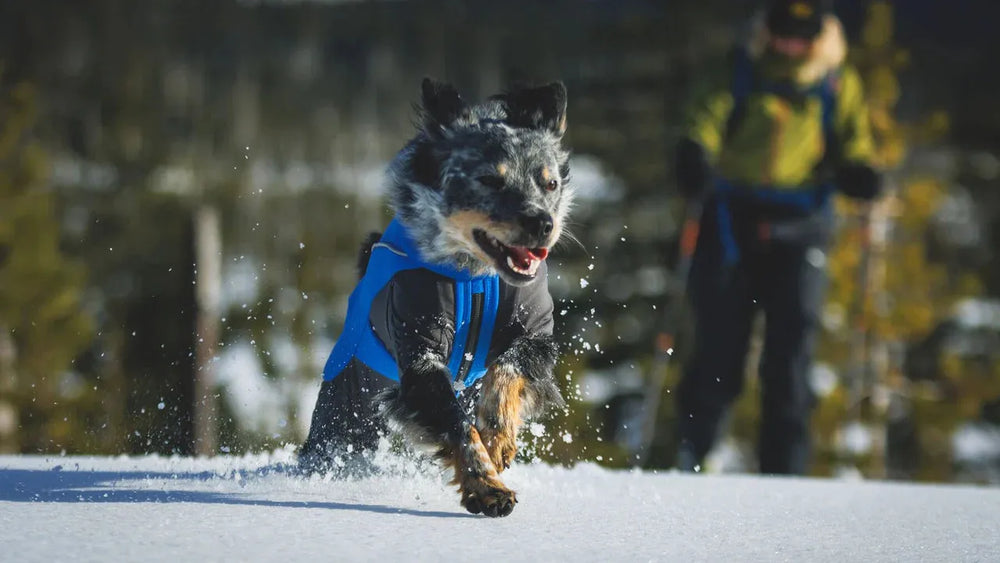 Hund im Schnee mit blauer Vert™ Coverall Jacke, fröhlich laufend zwischen verschneiten Bäumen und einer Person im Hintergrund.