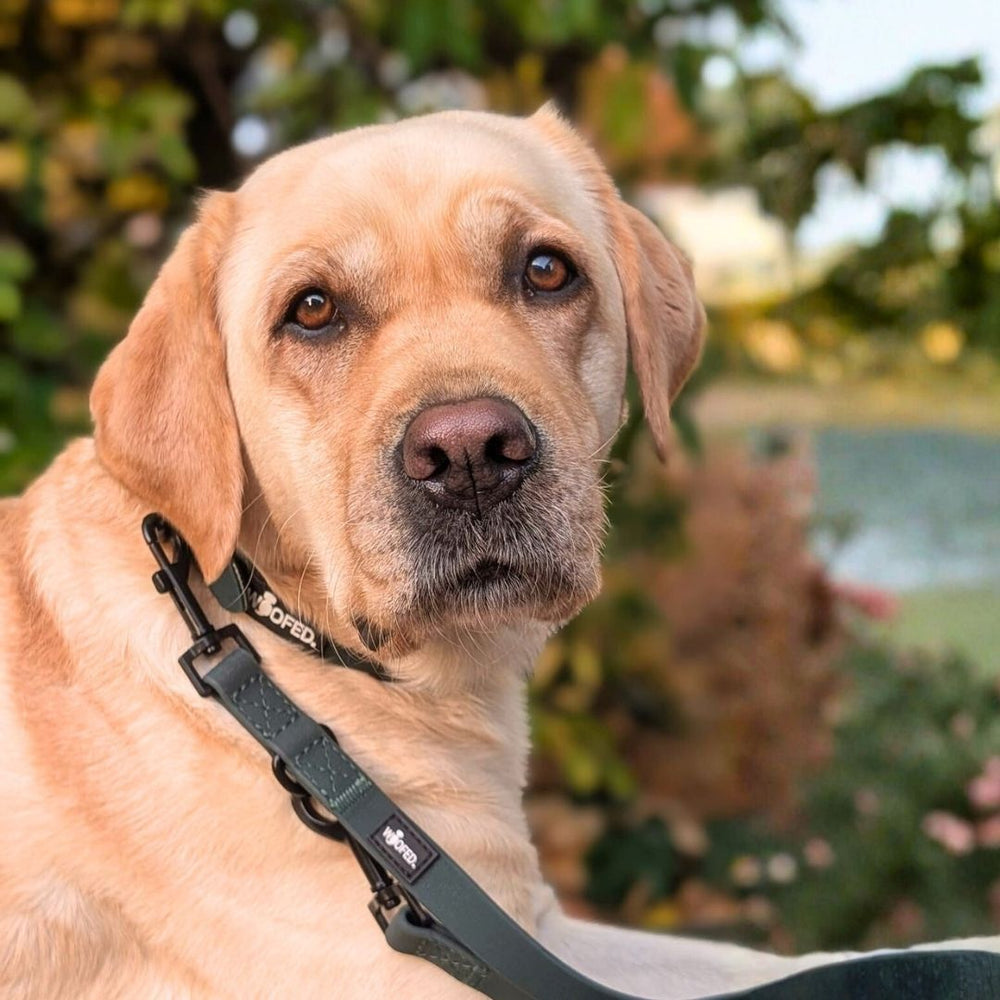 Labrador Retriever mit hellen Fell trägt verstellbare WOOFLEX® Classic Führleine in unbekannter, unscharfer Umgebung.