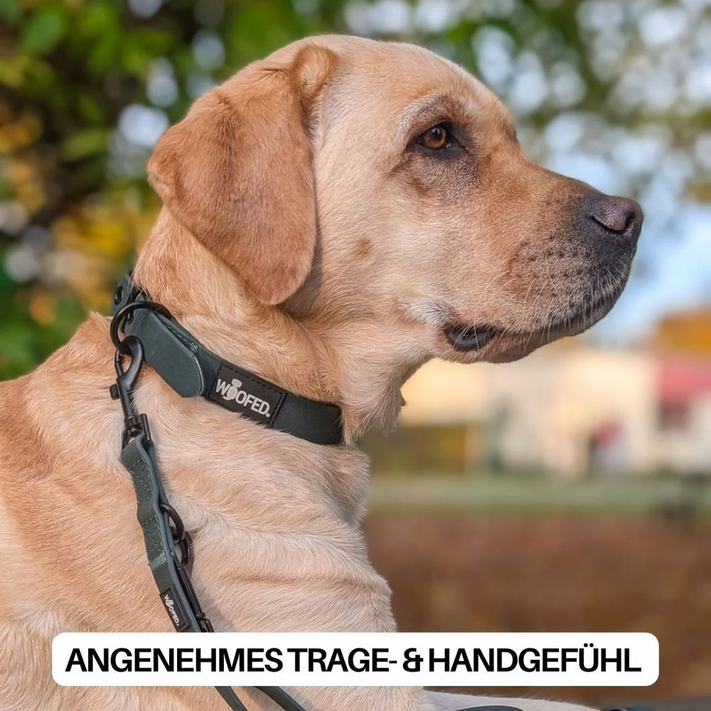 Labrador retriever sitzt an verstellbarer WOOFLEX® Classic Führleine in naturnaher Umgebung, freundlich und aufmerksam.