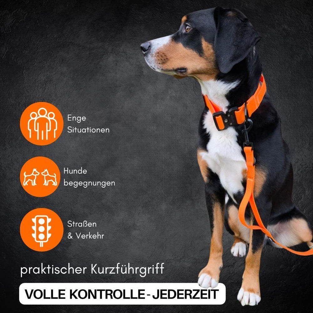 Hund mit orangefarbenem Geschirr und Führleine WOOFLEX® Classic in dunklem Hintergrund, Symbole zu Hundebegegnungen sichtbar.