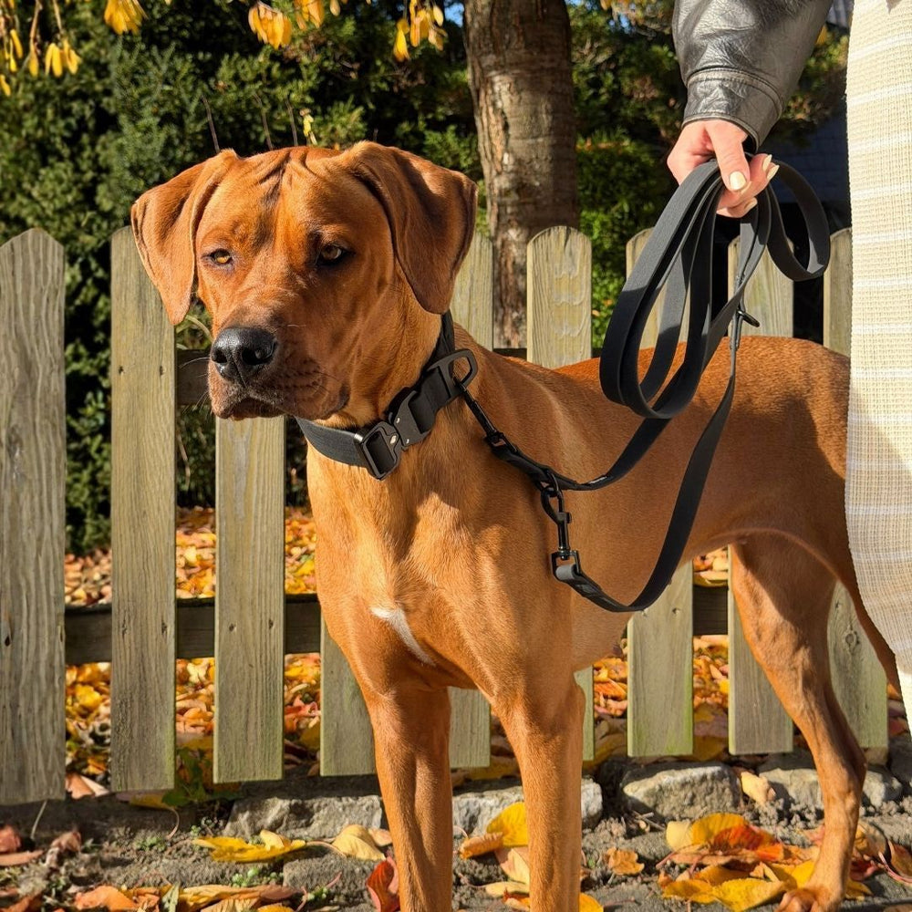 Brauner Hund an verstellbarer WOOFLEX® Classic Führleine, im Hintergrund ein Holzzaun und herbstliche Blätter.
