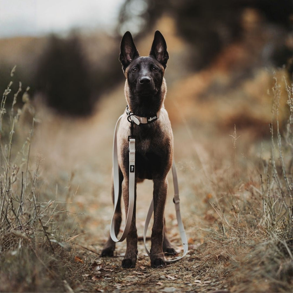 Brauner Hund mit verstellbarer WOOFLEX® Classic Führleine in natürlicher Umgebung auf einem Weg.