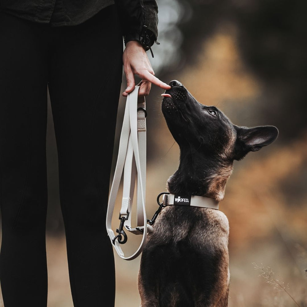 Frau mit Hund an WOOFLEX® Classic Leine in herbstlicher Umgebung, beide aufmerksam und aktiv.