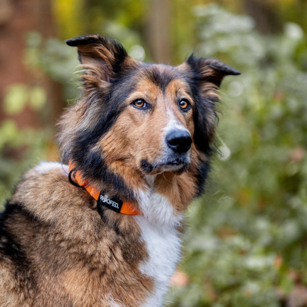 Collie mit braun-weißem Fell trägt ein verstellbares schwarzes WOOFLEX® Classic Halsband in orange.