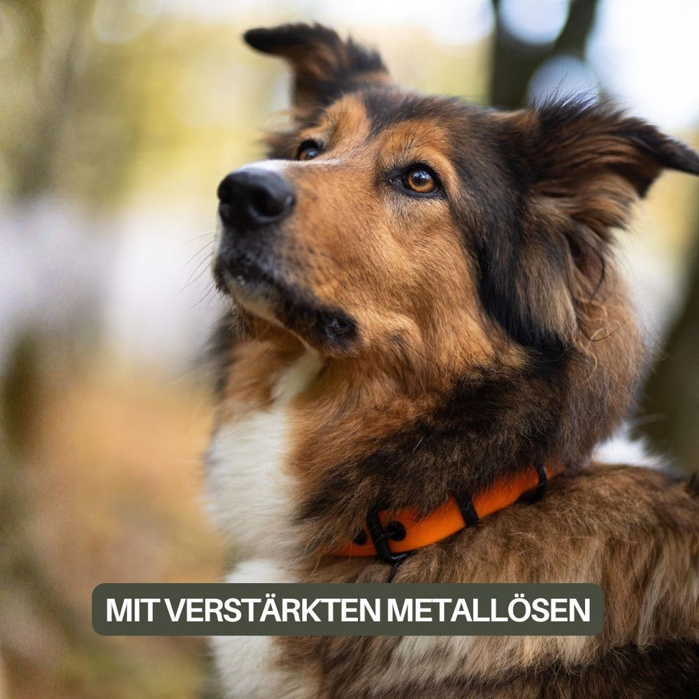 Halsband WOOFLEX® Classic in Orange an einem Hund mit braun-schwarz geflecktem Fell in natürlicher Umgebung.