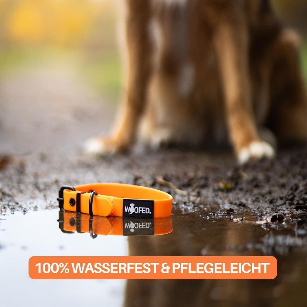 Verstellbares orangefarbenes WOOFLEX® Classic Hundehalsband liegt neben einer Pfütze, mit unscharfem Hund im Hintergrund.