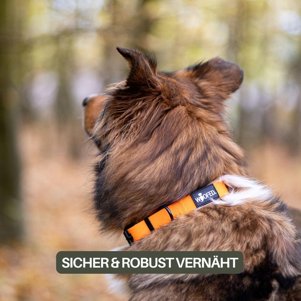 Halsband WOOFLEX® Classic: Verstellbares orangefarbenes Halsband für Hunde im herbstlichen Ambiente.