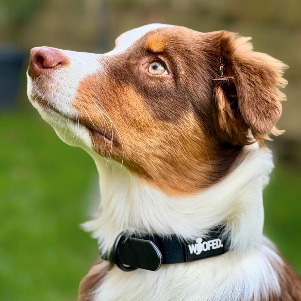Braun-weißer Hund mit aufmerksamem Blick trägt schwarzes WOOFLEX® Classic Halsband im grellen Hintergrund.