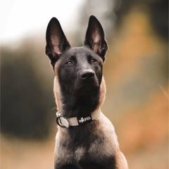 Hund mit braun-schwarzem Fell trägt das WOOFLEX® Classic Halsband in herbstlicher Umgebung.