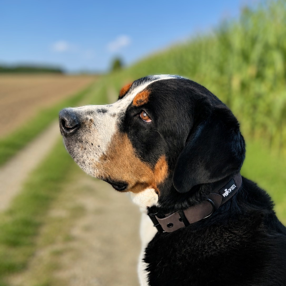 Schwarzer, brauner und weißer Hund mit WOOFLEX® Classic Halsband auf einem Weg, grüne Pflanzen und blauer Himmel im Hintergrund.