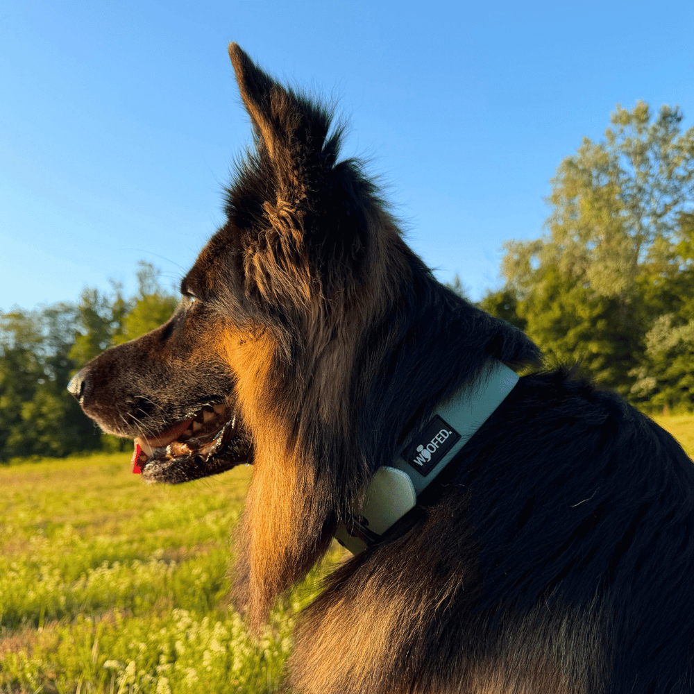 Verstellbares WOOFLEX® Classic Halsband an einem Schäferhund auf grüner Wiese unter blauem Himmel.
