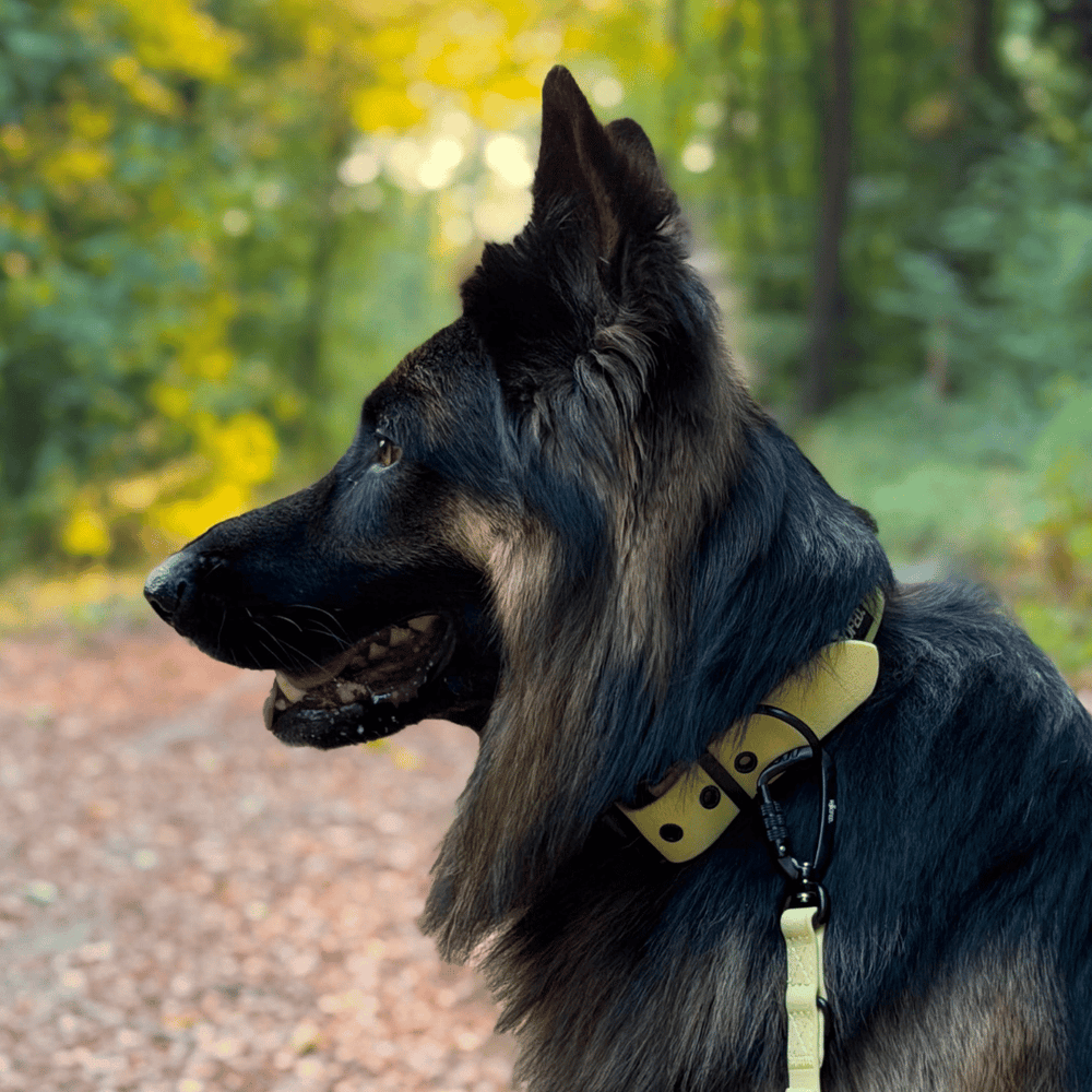 Hund im Profil mit gelbem Halsband WOOFLEX® Classic auf einem Waldweg, umgeben von Bäumen und Natur.