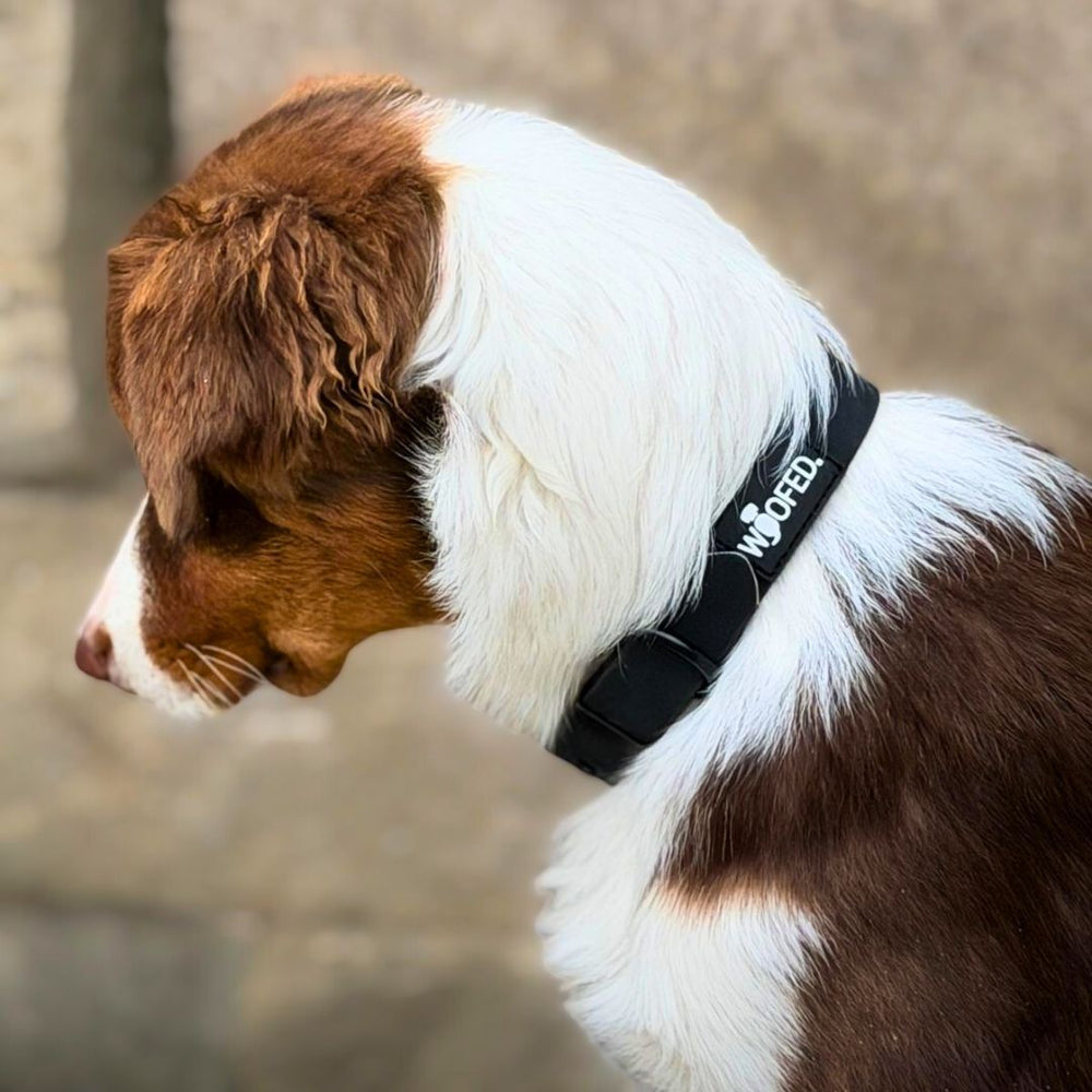 Brauner und weißer Hund im Profil mit schwarzem verstellbarem Halsband WOOFLEX® Classic auf unscharfem hellen Hintergrund.