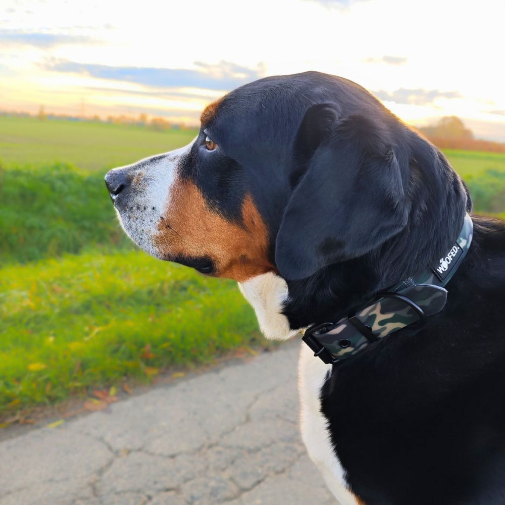 Hund im Profil mit camouflage Halsband auf einem Weg neben grünem Feld unter wolkigem Himmel.