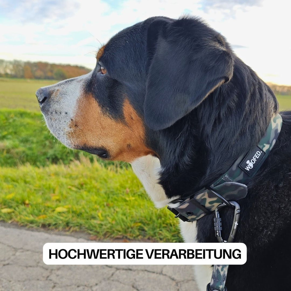 Verstellbares WOOFLEX® Classic Halsband an einem Hund mit schwarz-braun-weißem Fell auf einer grünen Wiese.