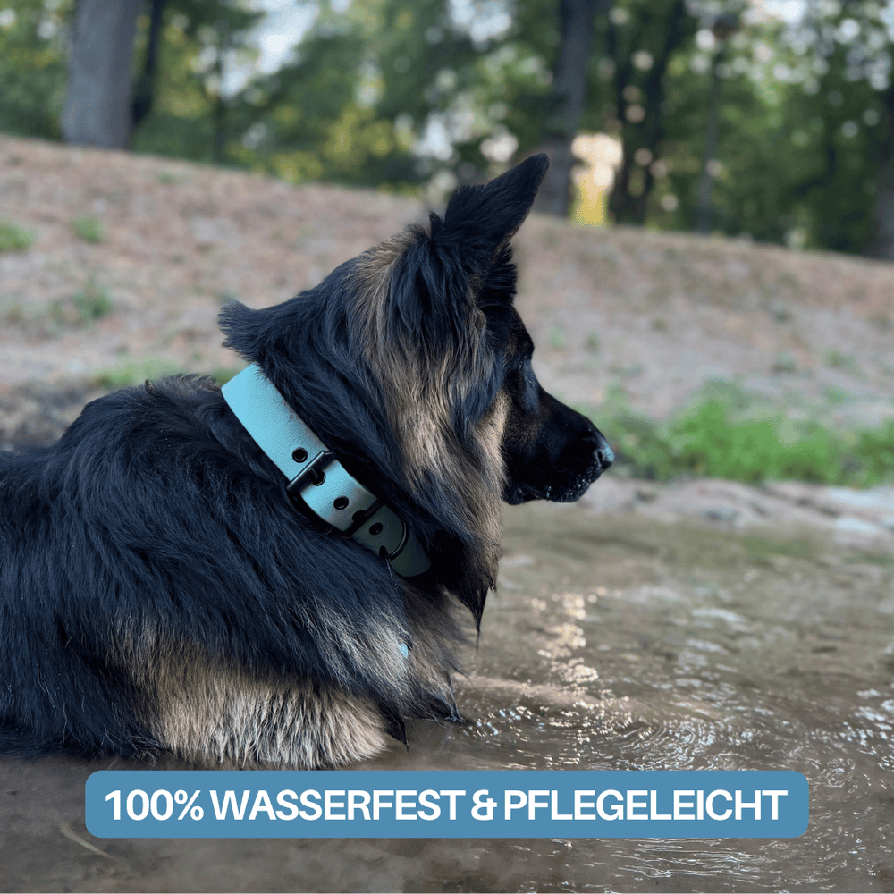 Hund mit hellblauem WOOFLEX® Classic Halsband am Gewässer mit Wassersymbol im Vordergrund.