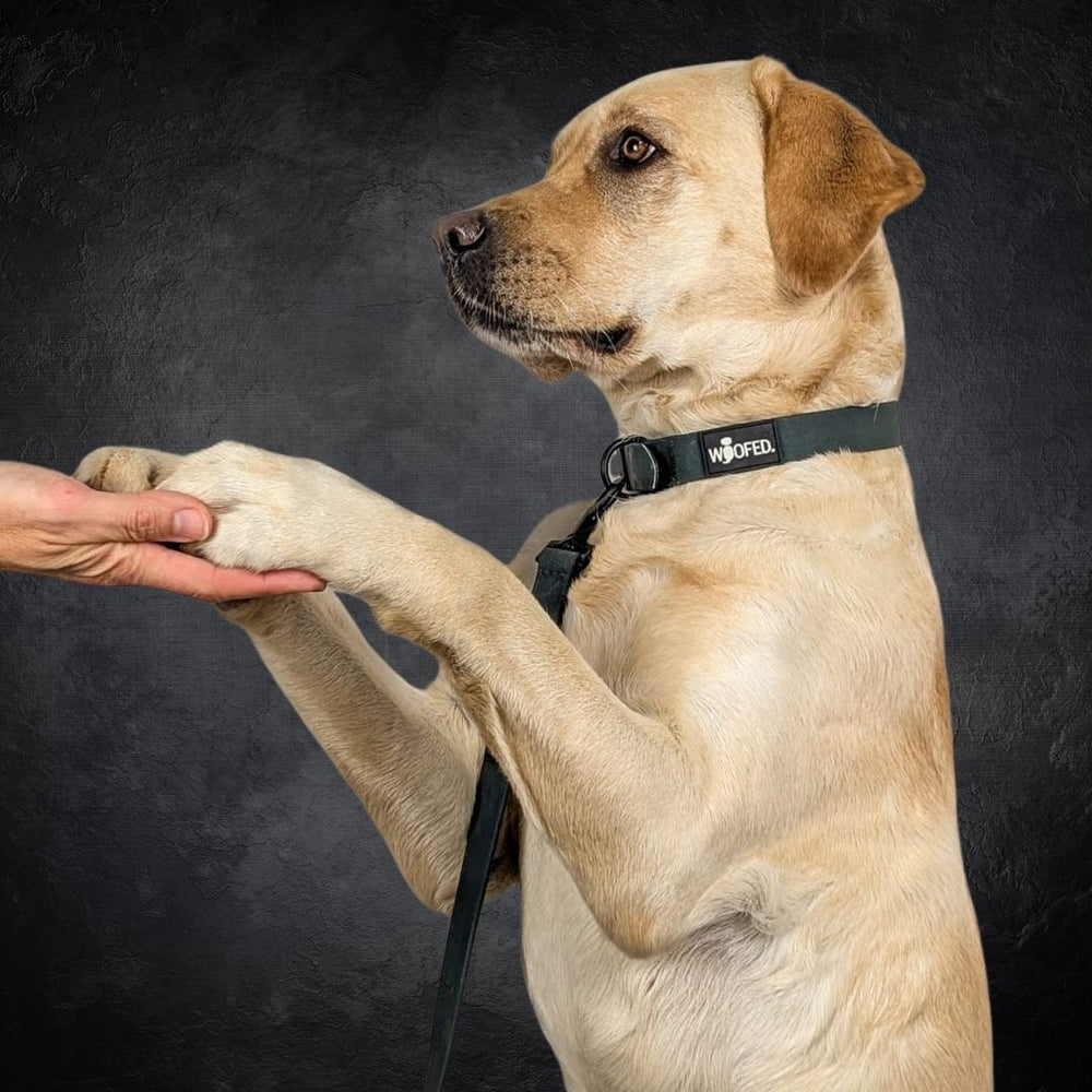 Labrador mit verstellbarem WOOFLEX® Classic Halsband, der freundlich die Hand eines Menschen berührt.