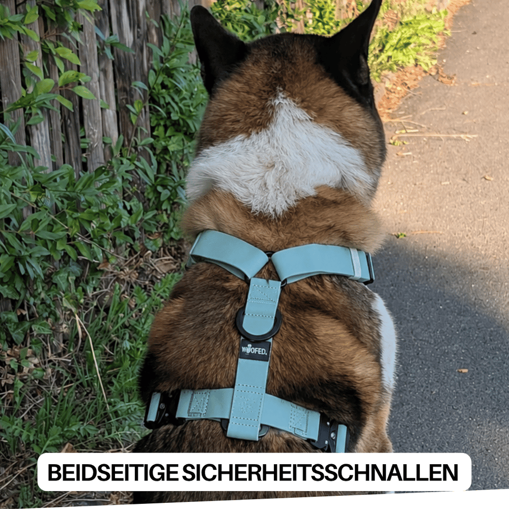 Hund im blauen WOOFLEX® Geschirr mit Sicherheitsgurten, steht auf einem Weg in grüner Umgebung, Rückansicht sichtbar.