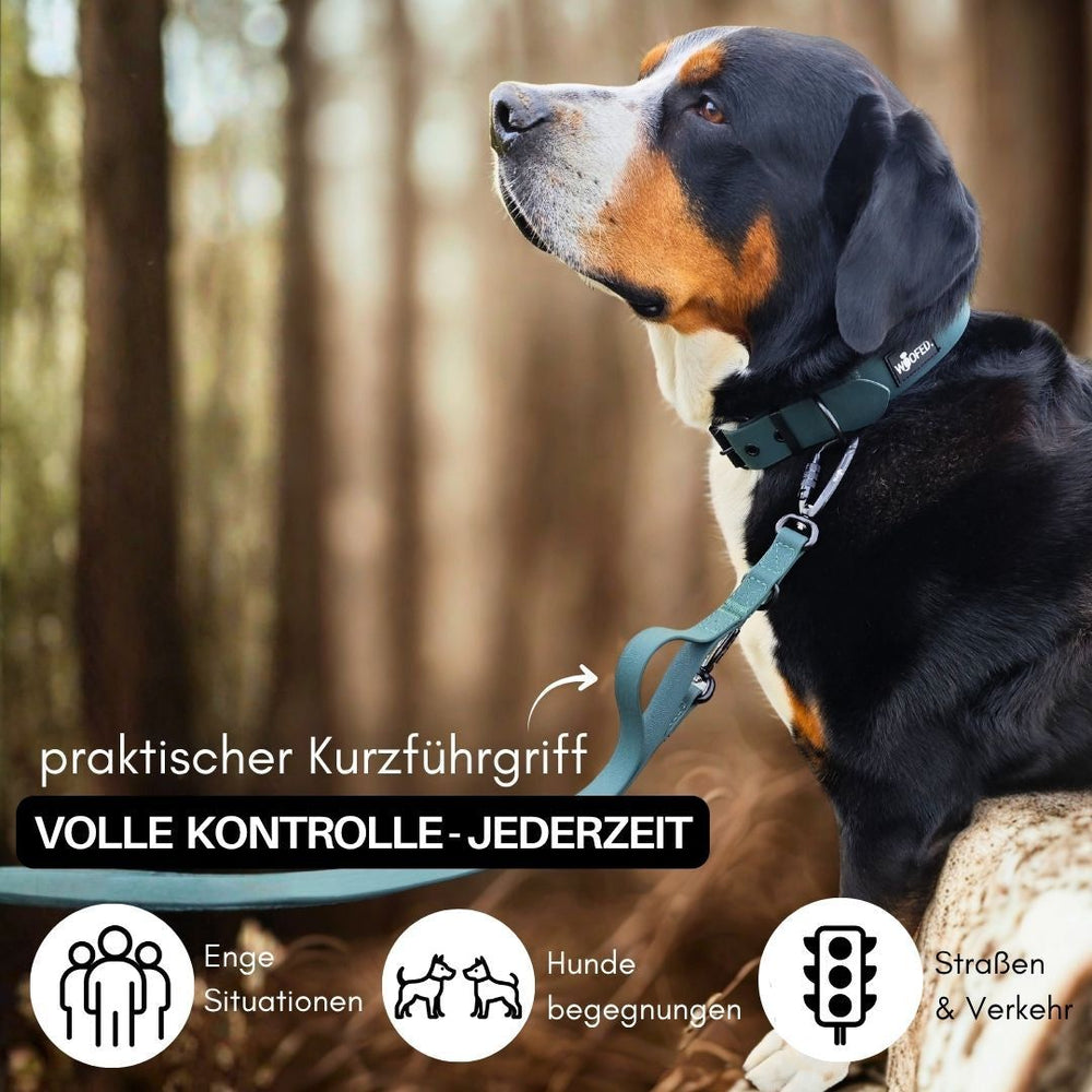 Hund mit Geschirr und Kurzführgriff in der Natur, ideal für Kontrolle beim Überqueren von Straßen.