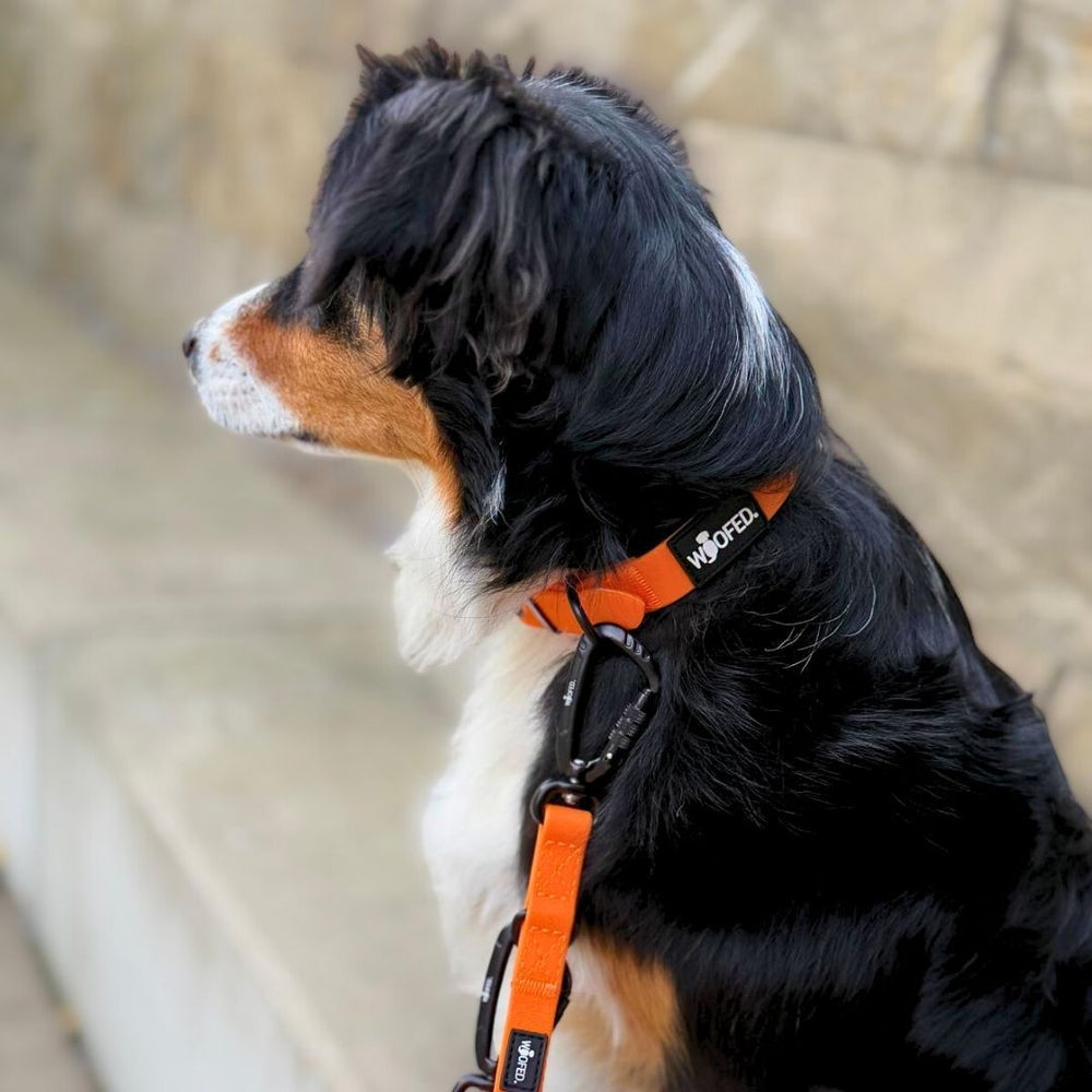 Hund mit orangefarbenem Halsband sitzt an WOOFLEX® Führleine mit Sicherheitskarabiner, fur einen sicheren Halt.
