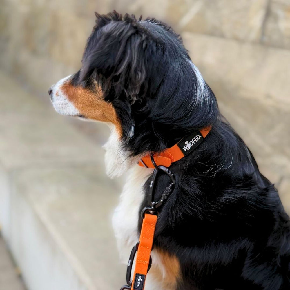 Hund mit schwarz-braunem Fell an einer orangefarbenen Führleine WOOFLEX® Pro, sitzt seitlich und schaut nach draußen.