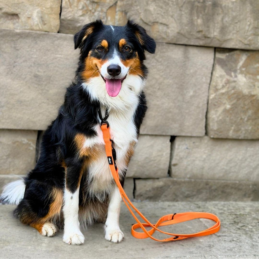 Hund mit orangefarbener Leine und Halsband, sitzt vor Steinmauer und strahlt Freundlichkeit aus.