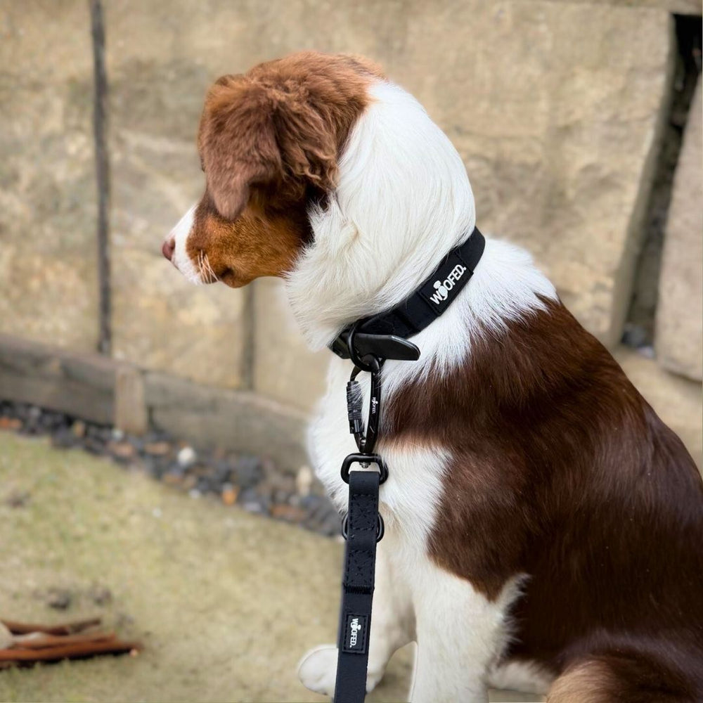 Braun-weißer Hund mit schwarzem "Mobi"-Halsband an WOOFLEX® Führleine, umgeben von Steinen und Gras.