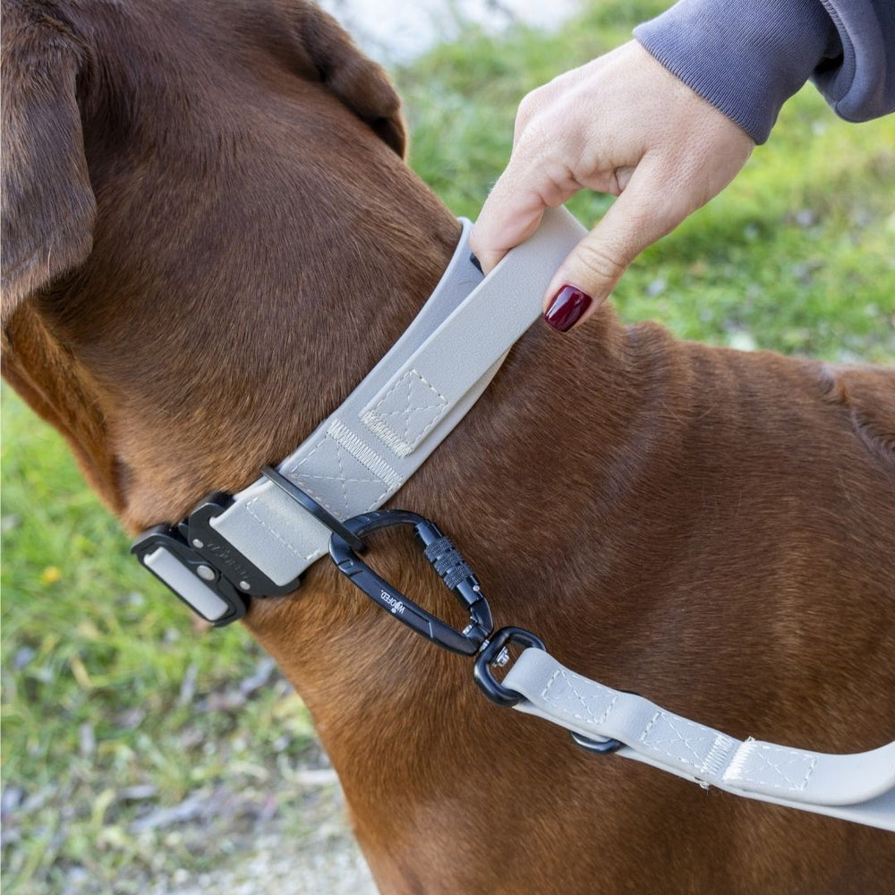 Hund im grauen Geschirr mit WOOFLEX® Sicherheitskarabiner, umgeben von unscharfer grüner Natur.