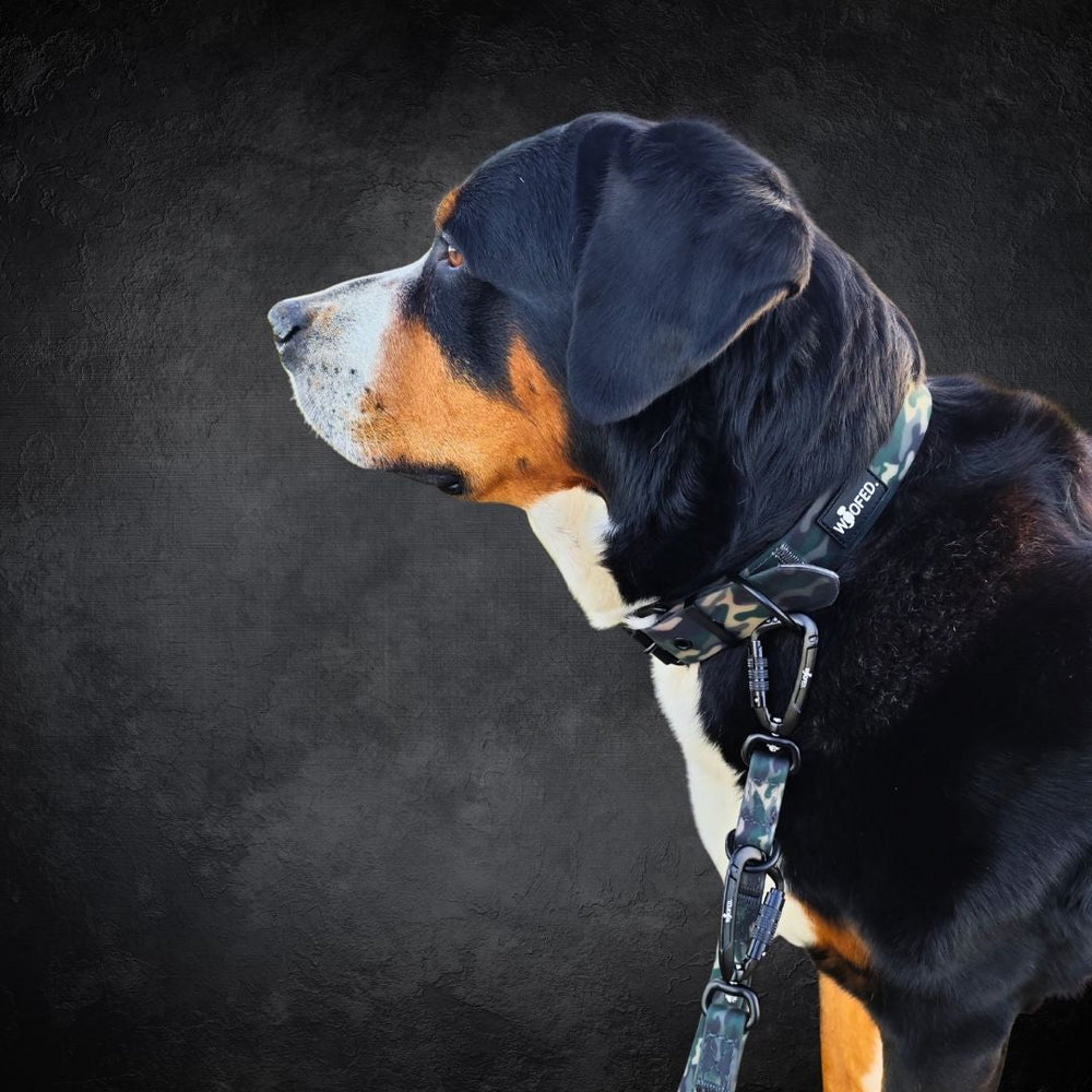 Schwarz-brauner Hund mit camouflage Halsband, präsentiert die Führleine WOOFLEX® und Sicherheitskarabiner vor neutralem Hintergrund.
